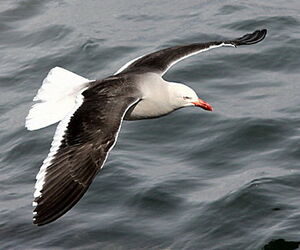 Dolphin Gull