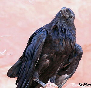Northern Raven