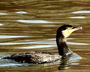 Grand Cormoran