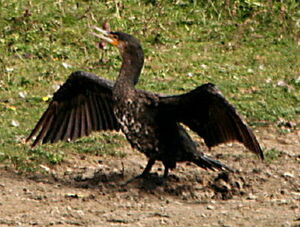 Great Cormorant