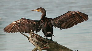 Great Cormorant 
&copy; Philippe Martignon