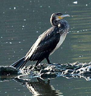 Great Cormorant