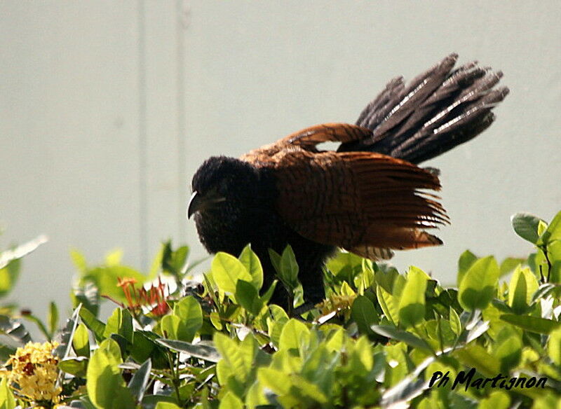 Grand Coucal