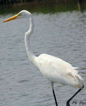 Great Egret