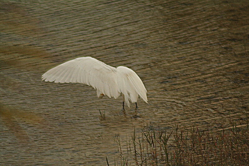 Great Egret, identification, Behaviour