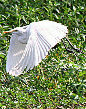 Great Egret