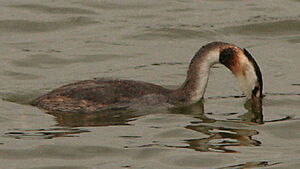 Great Crested Grebe