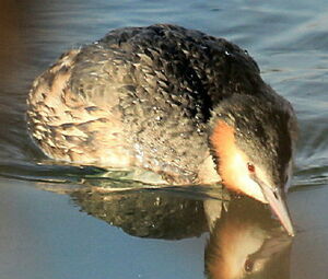 Great Crested Grebe