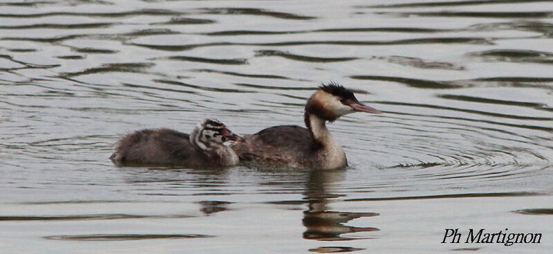 Great Crested Grebe, identification, swimming