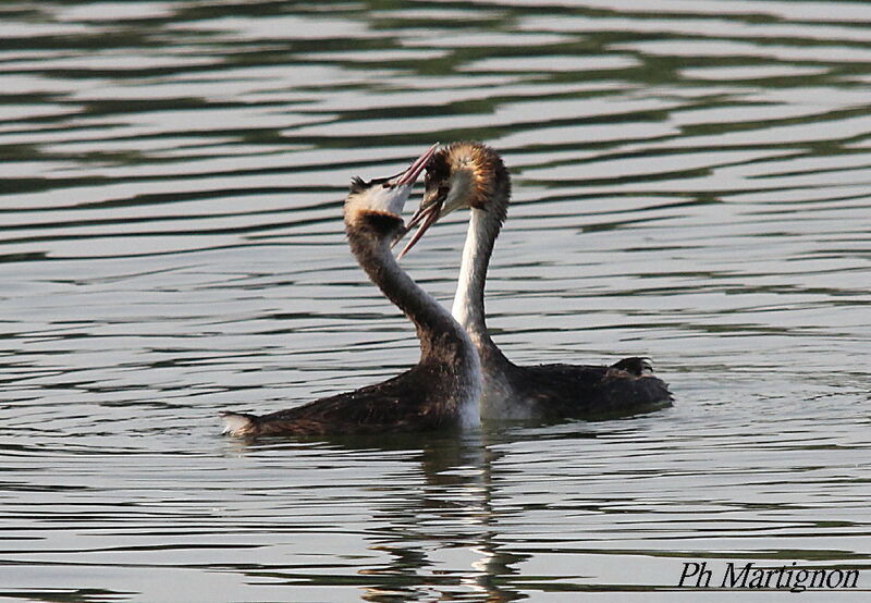 Great Crested Grebeadult, courting display