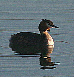 Great Crested Grebe