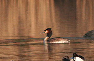 Great Crested Grebe