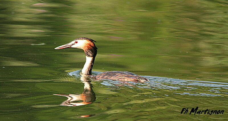 Great Crested Grebe male, identification