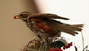 Redwing