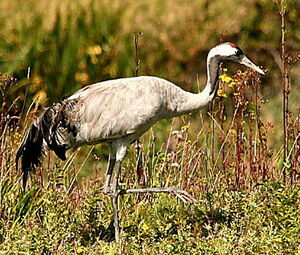 Common Crane