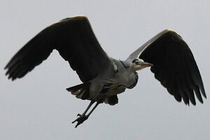 Grey Heron