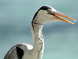 Grey Heron