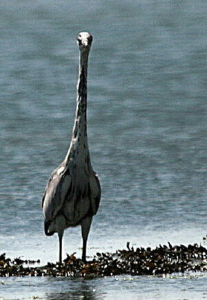 Grey Heron
