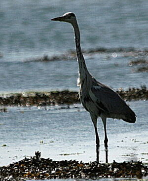Grey Heron