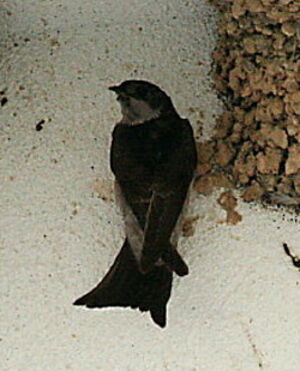 Common House Martin 
&copy; Philippe Martignon
