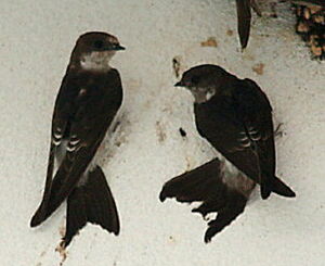 Common House Martin 
&copy; Philippe Martignon
