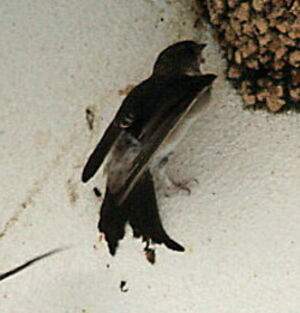 Common House Martin 
&copy; Philippe Martignon