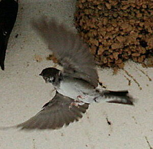 Common House Martin 
&copy; Philippe Martignon