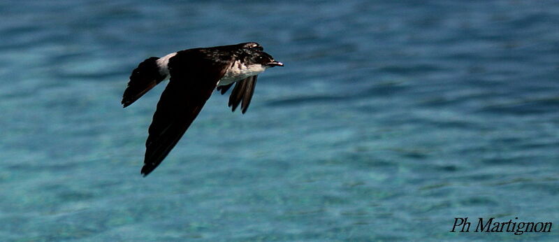 Mangrove Swallow, Flight