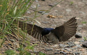 Chilean Swallow