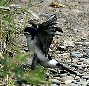 Chilean Swallow