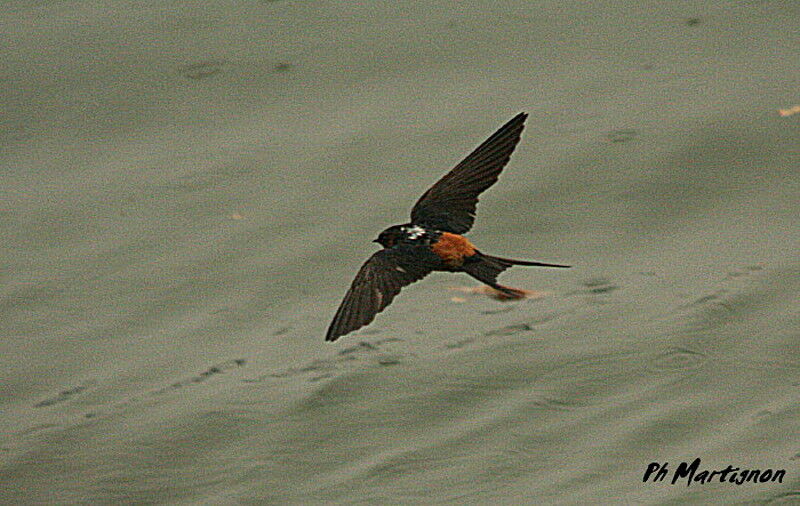 Red-rumped Swallow, Flight