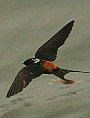 Red-rumped Swallow