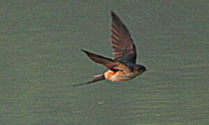 Red-rumped Swallow