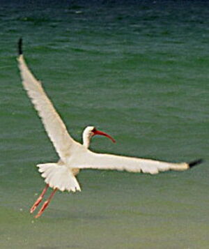 Ibis blanc