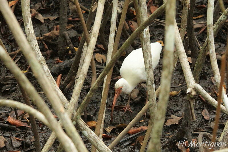 American White Ibis, identification