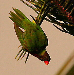 Coconut Lorikeet