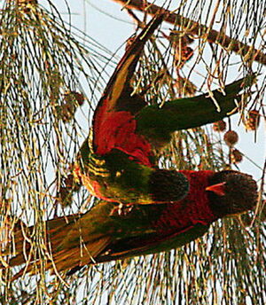 Coconut Lorikeet