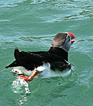 Atlantic Puffin