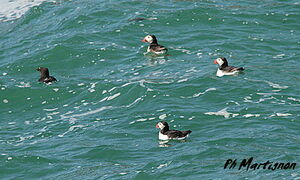 Atlantic Puffin