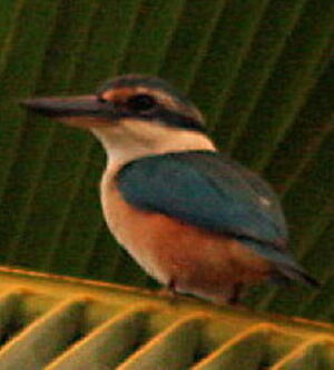 Martin-chasseur sacré