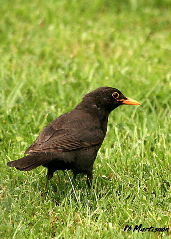 Common Blackbird male, identification