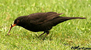 Common Blackbird