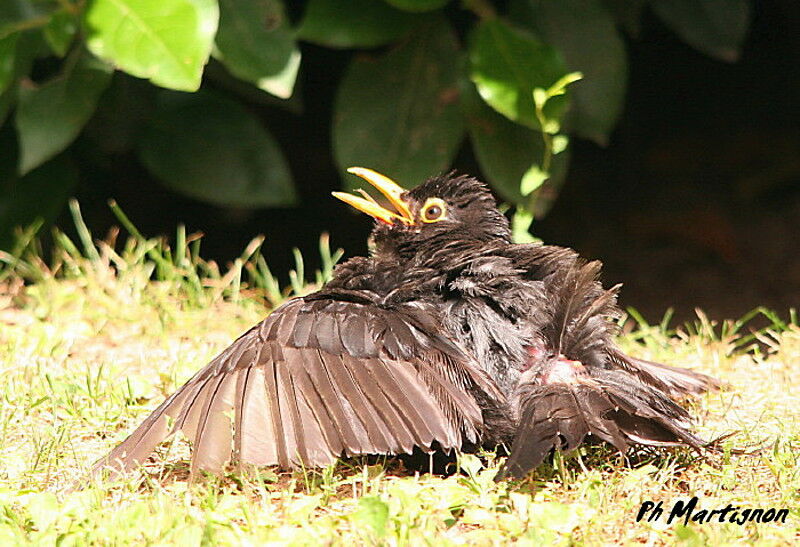 Common Blackbird, Behaviour