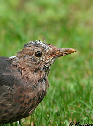 Common Blackbird