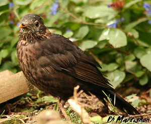 Common Blackbird