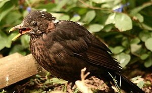 Common Blackbird
