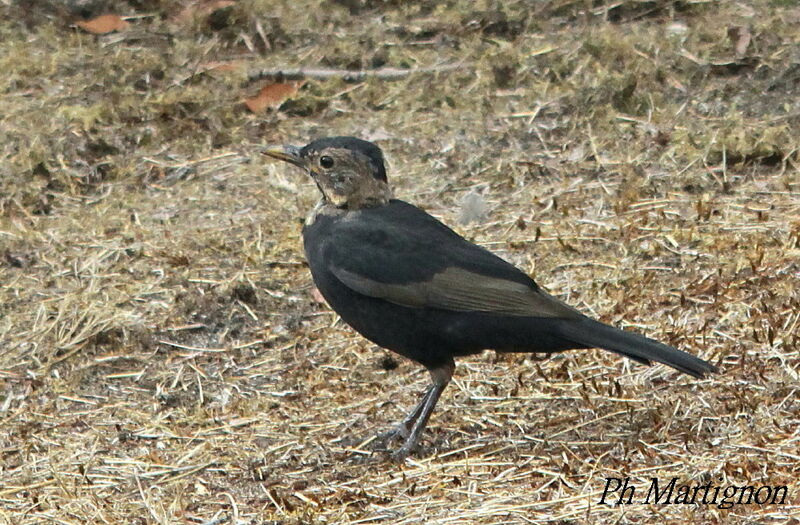 Common Blackbirdjuvenile, identification