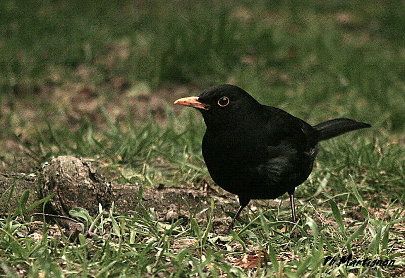 Common Blackbird male, identification