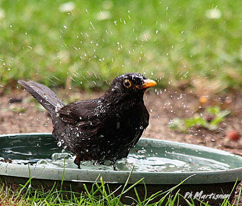 Common Blackbird, identification, Behaviour