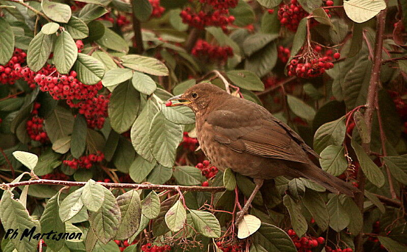 Common Blackbird female, feeding habits